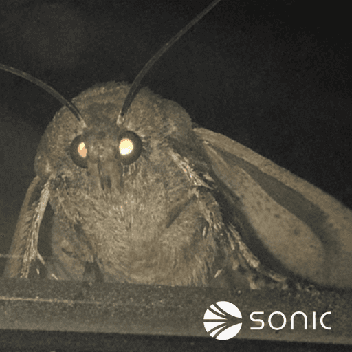 MÖTH token on Sonic