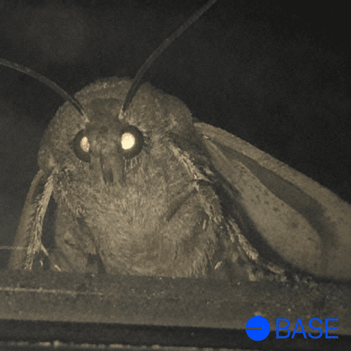 MÖTH token on Base